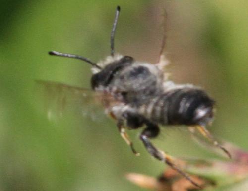 Megachile willughbiella